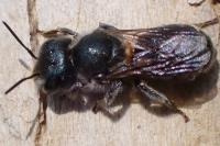 Osmia