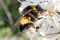 Bombus groupe terrestris