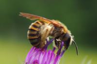 Halictus scabiosae