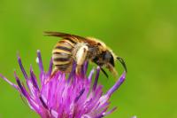Halictus scabiosae