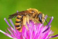 Halictus scabiosae