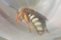 Megachilidae