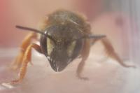 Megachilidae