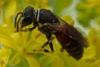 Hylaeus