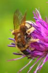 Halictus scabiosae