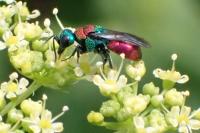 Chrysididae