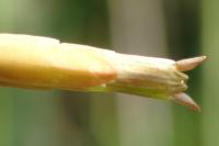 Clonopsis gallica