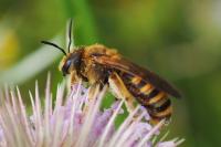 Halictus scabiosae