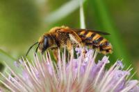 Halictus scabiosae