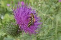 Halictus scabiosae