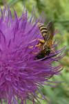 Halictus scabiosae