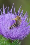 Halictus scabiosae