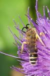 Halictus scabiosae