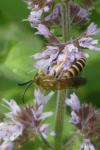 Halictus scabiosae