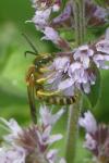 Halictus scabiosae