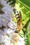 Halictus scabiosae