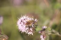 Halictus scabiosae