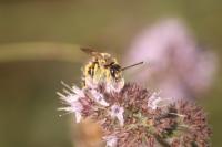 Halictus scabiosae