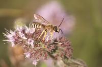 Halictus scabiosae