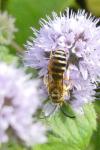 Halictus scabiosae