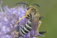 Halictus scabiosae