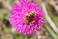 Halictus scabiosae