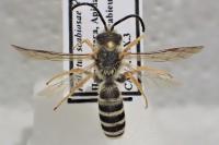 Halictus scabiosae