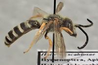 Halictus scabiosae
