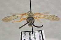 Halictus scabiosae