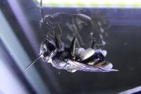 Andrena agilissima