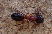 Camponotus pilicornis