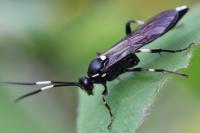 Ichneumon deliratorius