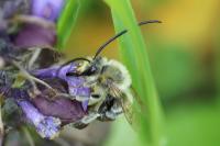 Eucera
