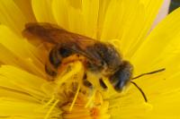 Halictus scabiosae
