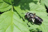 Andrena agilissima