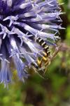 Halictus scabiosae