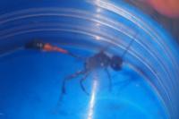 Ammophila