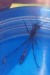 Ammophila