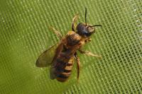 Halictus scabiosae