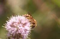 Halictus scabiosae