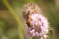 Halictus scabiosae