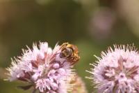 Halictus scabiosae