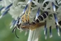 Halictus scabiosae
