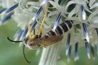 Halictus scabiosae