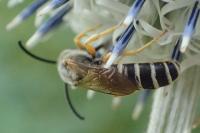 Halictus scabiosae