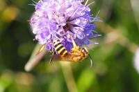 Halictus scabiosae