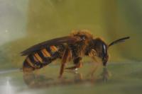 Halictus scabiosae