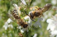 Halictus scabiosae