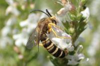 Halictus scabiosae