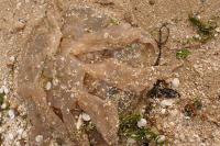 Rhizostoma octopus
